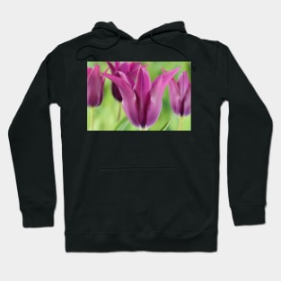 Tulipa  &#39;Burgundy&#39;   Lily-flowered Tulip Hoodie